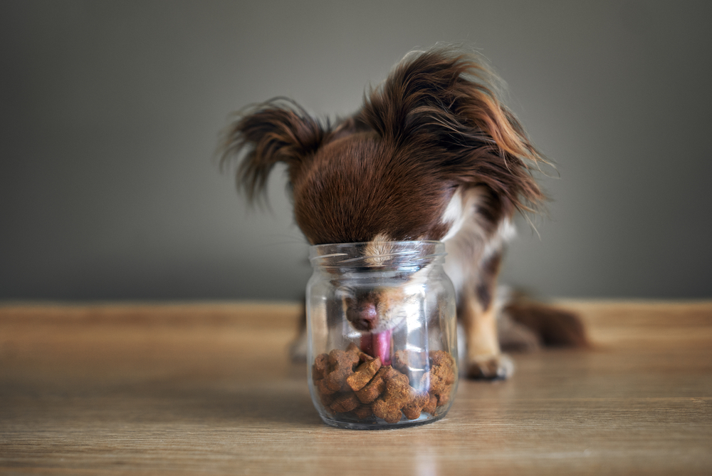 funny chihuahua dog stealing dog treats from a jar, indoors shot on the floor